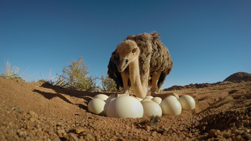 Ostrich eggs